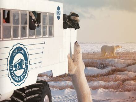 The Tundra Buggy® adventure in Churchill, Manitoba.